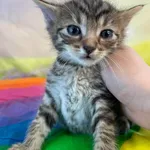 Kot do adopcji, Kielce, 6 lipca 2024