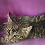 Kocurek poz. 24/342/K