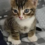 Znaleziono kota, Gdańsk, 5 lipca 2024