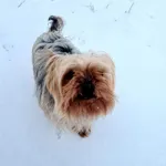 Zaginął pies, Żarki, 6 lipca 2024