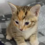 Znaleziono kota, Gdańsk, 5 lipca 2024