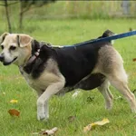 Znaleziono psa, Grudziądz, 28 kwietnia 2024