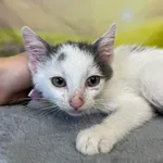 Kot do adopcji, Kielce, 6 lipca 2024