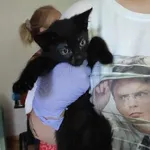 Znaleziono kota, Toruń, 28 czerwca 2024