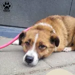 Znaleziono psa, Gdynia, 25 czerwca 2024