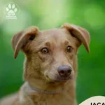 Pies do adopcji, Gdynia, 7 lipca 2024