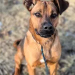 Znaleziono psa, Lublin, 7 lipca 2024