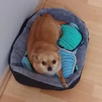 Zaginął pies, Rędziny, 7 lipca 2024