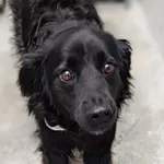 Znaleziono psa, Lublin, 7 lipca 2024