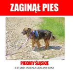 Zaginął pies, Piekary Śląskie, 7 lipca 2024