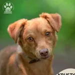 Pies do adopcji, Gdynia, 7 lipca 2024