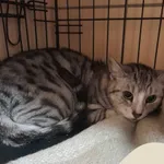 Znaleziono kota, Gdynia, 29 czerwca 2024