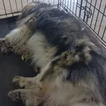 Znaleziono psa, Radom, 7 lipca 2024