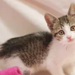 Kot do adopcji, Sosnowiec, 7 lipca 2024