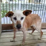 Pies do adopcji, Ropczyce, 8 lipca 2024