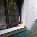 Zaginął kot, Łańcut, 8 lipca 2024