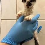 4512/80/24 Bałagan - data przyjęcia - 05.07.2024