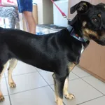 PIES ZNALEZIONY 07.07.2024