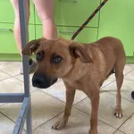 Nr: 288/2024 - Pies z Ruja