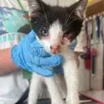 Kot do adopcji, Włocławek, 8 lipca 2024