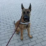 Nr: 282/2024 - Pies z Legnickie Pole