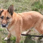 Pirat (5624), Samiec