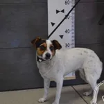 Znaleziono psa, Chełmek, 7 lipca 2024