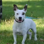 Znaleziono psa, Grudziądz, 28 czerwca 2024