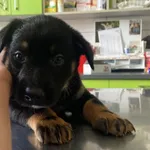 Nr: 286/2024 - Pies z Ruja