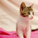 Kot do adopcji, Sosnowiec, 7 lipca 2024