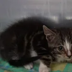 2 KOCIAKI Z INTERWENCJI 08.07.2024