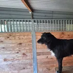 Pies do adopcji, Orzechowce, 8 lipca 2024