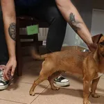 Pies do adopcji, Włocławek, 8 lipca 2024