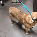 Pies odnaleziony w dniu 09.07.2024 r. przy ul. Glinki.