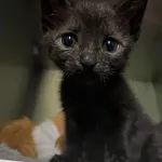 Poziomka trafiła do nas mając zaledwie 2 tygodnie. Chorowała na koci katar. Baliśmy się, że jej mały organizm nie da rady pokonać choroby. Chuchaliśmy i dmuchaliśmy na kruszynkę. Na szczęście Poziomka