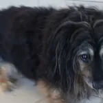 PIES Z INTERWENCJI 08.07.2024