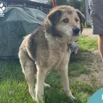 Znaleziono psa, Dąbrówka, 7 lipca 2024