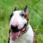 Tequila 294/2024 REZERWACJA