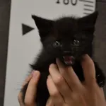 Przyjęty: 2024-07-08 Gmina: Kalwaria Zebrzydowska Płeć: Kocur Opis: europejska, czarne