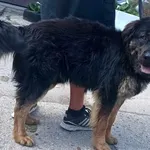 Znaleziono psa, Pieckowo, 8 lipca 2024