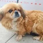 Pies do adopcji, Racławice, 3 lipca 2024