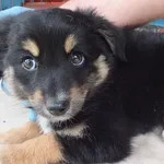 Lipówka to suczka, szczenię przywieziona w dniu 01.07.2024 z terenu gm. Sobolew, ma około 3miesiące