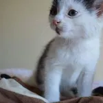 Kot do adopcji, Oborniki, 26 czerwca 2024