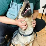 Pies do adopcji, Przyborówko, 10 lipca 2024