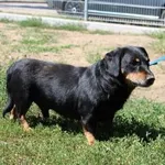 Pies do adopcji, Oborniki, 24 czerwca 2024