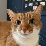 Zaginął kot, Kraków, 10 lipca 2024