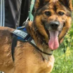 Szafir (5693), Samiec