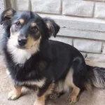 Cekinka to nieduża suczka przywieziona w dniu 13.06.2024 z terenu gm. Sobolew, kontaktowa, miła, młoda