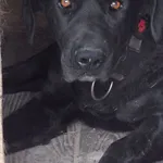 Czaron to pies przywieziony w dniu 29.06.2024, jest duży rasy cane corso , z charakterem, dla doświadczonych osób