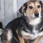 Lipka to suczka przywieziona w dniu 01.07.2024 z terenu gm. Sobolew, niewysoka, dorosła do socjalizacji